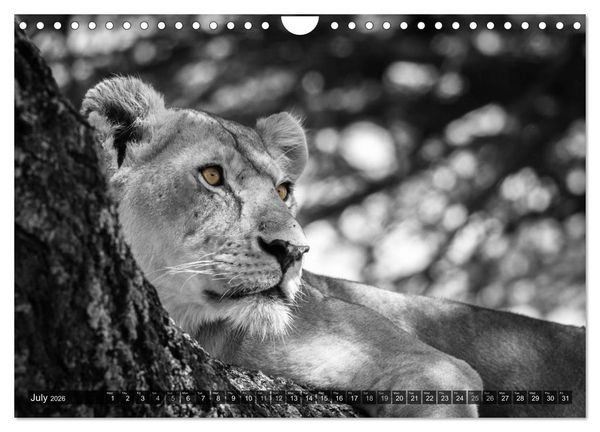 Produktbild: tanzania fine art (Wall Calendar 2026 DIN A4 landscape), CALVENDO 12 Month Wall Calendar