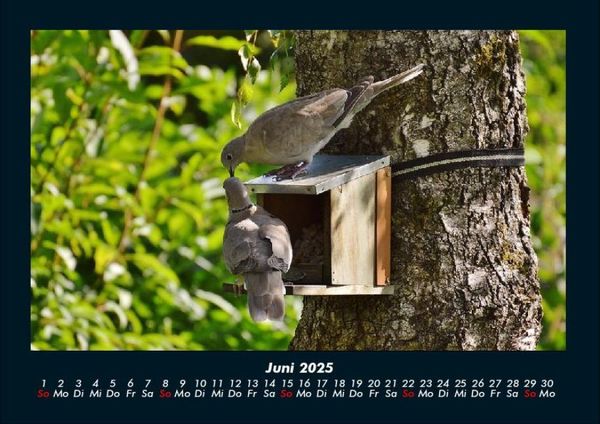 Produktbild: Vogelparadies 2025 Fotokalender DIN A4