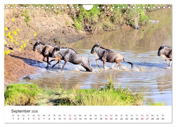 Produktbild: Kenia - Ein Land wie Afrika (Wandkalender 2026 DIN A4 quer), CALVENDO Monatskalender