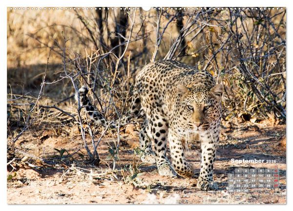 Produktbild: Namibia, Sch&ouml;nheit und Vielfalt (hochwertiger Premium Wandkalender 2026 DIN A2 quer), Kunstdruck in Hochglanz