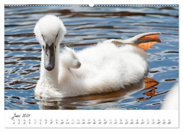 Produktbild: Vom K&uuml;ken zum Schwan (Wandkalender 2027 DIN A2 quer), CALVENDO Monatskalender
