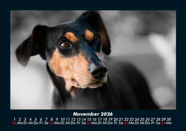 Produktbild: Der Hundekalender 2026 Fotokalender DIN A5