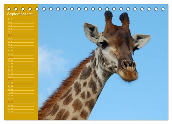 Produktbild: Giraffen / Geburtstagskalender (Tischkalender 2026 DIN A5 quer), CALVENDO Monatskalender