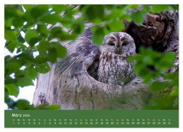 Produktbild: geliebte Waldgeister (Wandkalender 2026 DIN A4 quer), CALVENDO Monatskalender