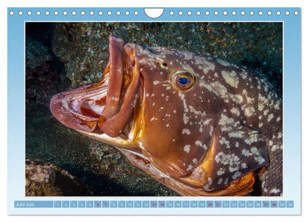 Produktbild: fisch portrait (Wandkalender 2026 DIN A4 quer), CALVENDO Monatskalender