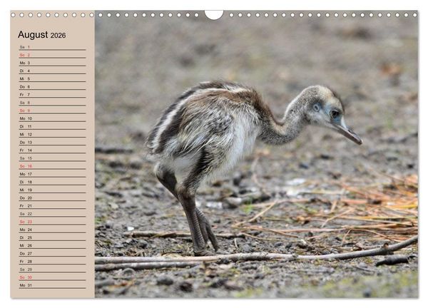 Produktbild: Vogel Strau&szlig;. Imposanter Riese und L&auml;ufer (Wandkalender 2026 DIN A3 quer), CALVENDO Monatskalender