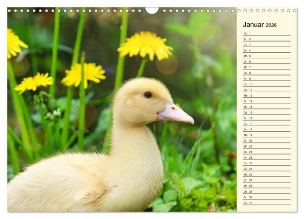 Produktbild: Entz&uuml;ckende Entenk&uuml;ken (Wandkalender 2026 DIN A3 quer), CALVENDO Monatskalender