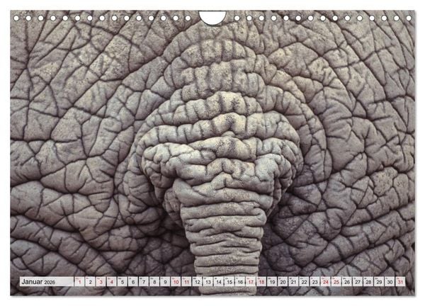 Produktbild: Popo-Kalender (Wandkalender 2026 DIN A4 quer), CALVENDO Monatskalender