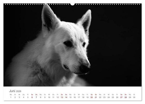 Produktbild: Hundeportraits Fine Art (Wandkalender 2026 DIN A2 quer), CALVENDO Monatskalender
