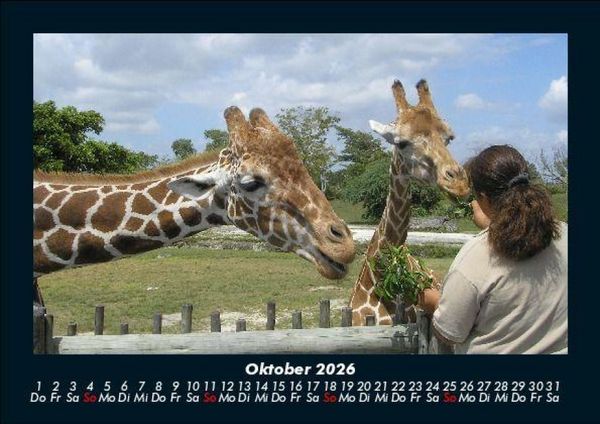 Produktbild: Giraffen 2026 Fotokalender DIN A5