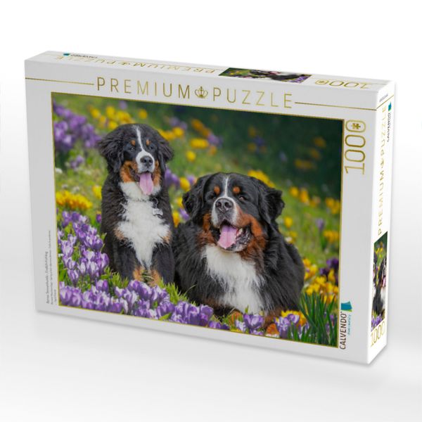 Produktbild: CALVENDO Puzzle Berner Sennenhunde - Endlich Fr&uuml;hling | 1000 Teile Lege-Gr&ouml;&szlig;e 64x48cm Foto-Puzzle f&uuml;r gl&uuml;ckliche Stunden