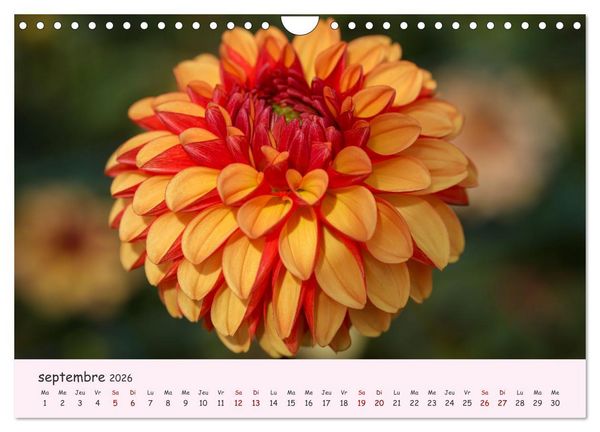 Produktbild: Les Dahlias en pleine floraison (Calendrier mural 2026 DIN A4 vertical), CALVENDO calendrier mensuel