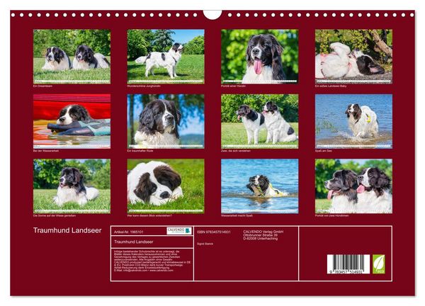 Produktbild: Traumhund Landseer (Wandkalender 2026 DIN A3 quer), CALVENDO Monatskalender