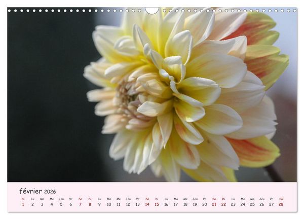 Produktbild: Les Dahlias en pleine floraison (Calendrier mural 2026 DIN A3 vertical), CALVENDO calendrier mensuel