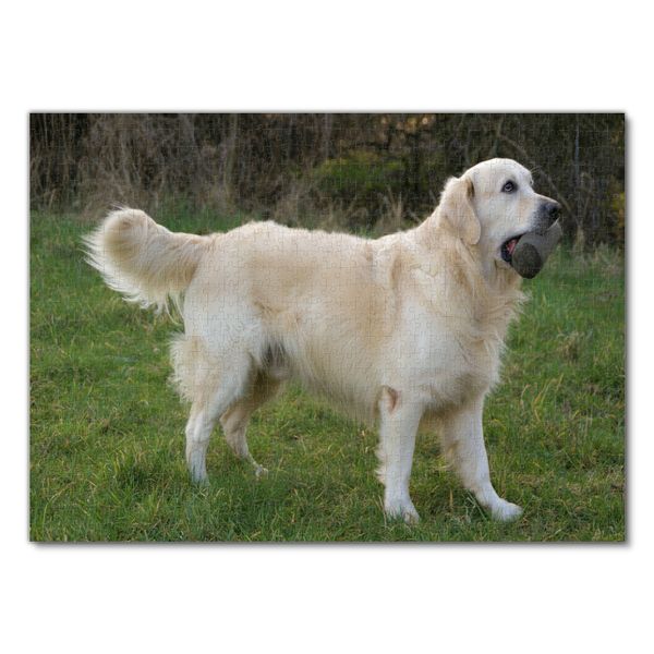 Produktbild: Lais Puzzle Golden Retriever 1000 Teile