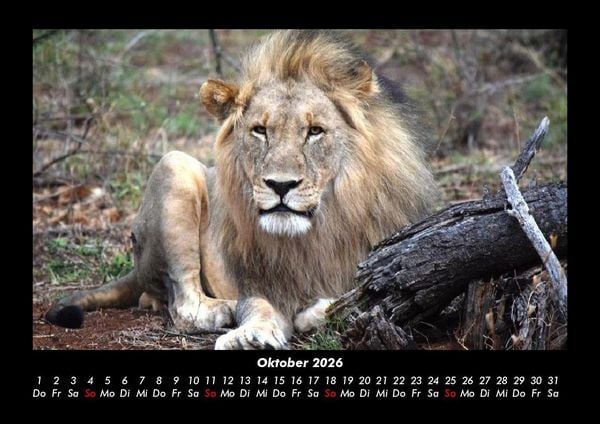 Produktbild: L&ouml;wen in der Wildnis 2026 Fotokalender DIN A3