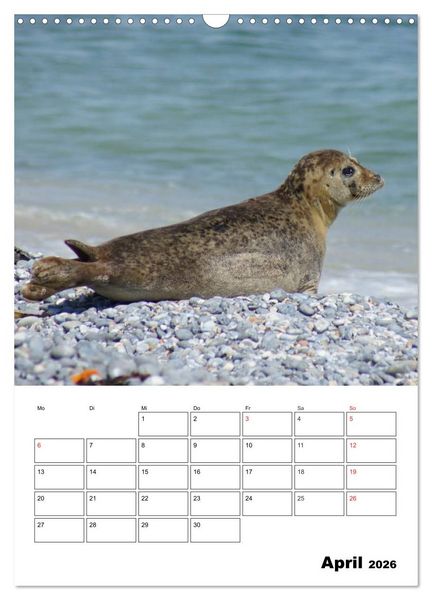 Produktbild: Liebenswerte Robben (Wandkalender 2026 DIN A3 hoch), CALVENDO Monatskalender