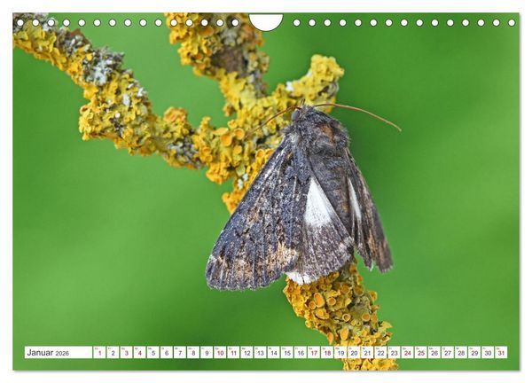 Produktbild: Nachtfalter - heimlich unterwegs, aber unheimlich sch&ouml;n (Wandkalender 2026 DIN A4 quer), CALVENDO Monatskalender