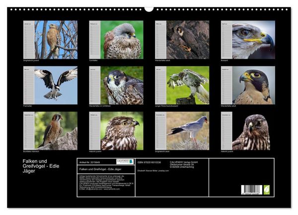Produktbild: Falken und Greifv&ouml;gel - Edle J&auml;ger (Wandkalender 2026 DIN A2 quer), CALVENDO Monatskalender