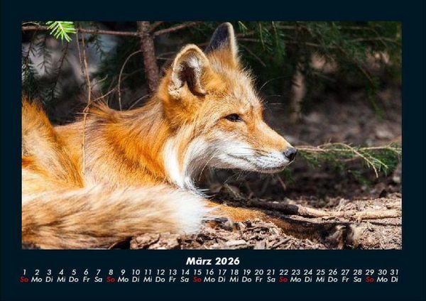Produktbild: Welt der Tiere 2026 Fotokalender DIN A4
