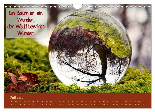 Produktbild: Wunderbare Waldkugeln (Wandkalender 2026 DIN A4 quer), CALVENDO Monatskalender