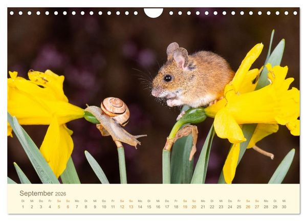 Produktbild: Eulen und M&auml;use (Wandkalender 2026 DIN A4 quer), CALVENDO Monatskalender