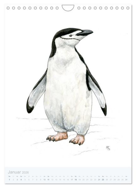Produktbild: Pinguine - 13 Illustrationen (Wandkalender 2026 DIN A4 hoch), CALVENDO Monatskalender