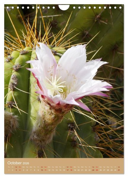 Produktbild: Succulents and Cacti - Strong Thorns, Delicate Blooms (Wall Calendar 2026 DIN A4 portrait), CALVENDO 12 Month Wall Calendar