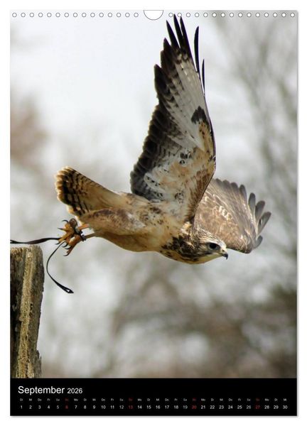 Produktbild: Scharfe Krallen, scharfe Augen, Greifv&ouml;gel und Eulen im Wildpark (Wandkalender 2026 DIN A3 hoch), CALVENDO Monatskalender