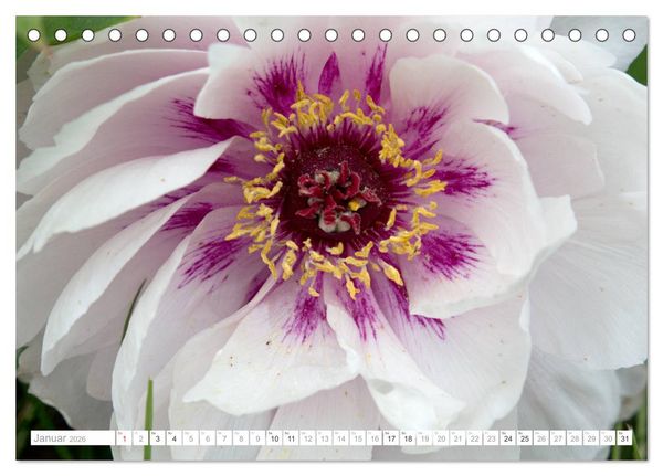 Produktbild: Pfingstrosentraum (Tischkalender 2026 DIN A5 quer), CALVENDO Monatskalender