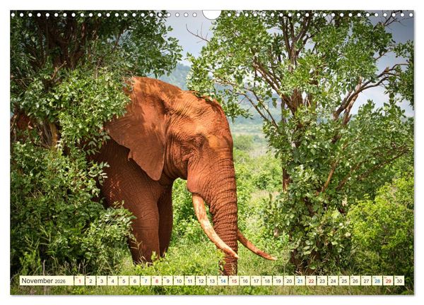 Produktbild: Die Riesen der Savanne (Wandkalender 2026 DIN A3 quer), CALVENDO Monatskalender
