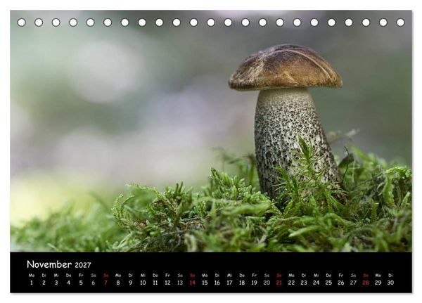 Produktbild: Pilzgalerie (Tischkalender 2027 DIN A5 quer), CALVENDO Monatskalender