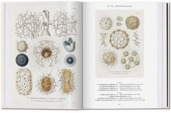 Produktbild: The Art and Science of Ernst Haeckel