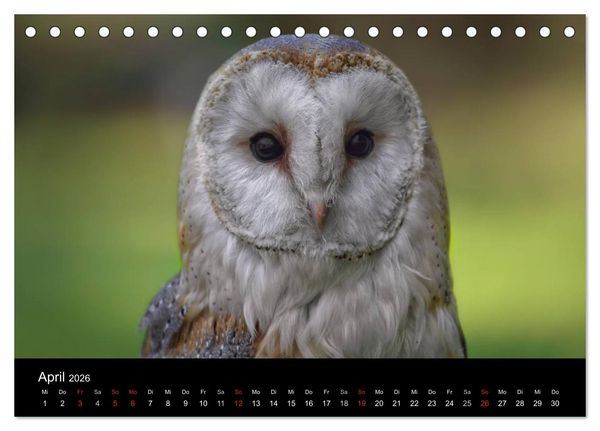 Produktbild: Raubv&ouml;gel zum Greifen nahe (Tischkalender 2026 DIN A5 quer), CALVENDO Monatskalender