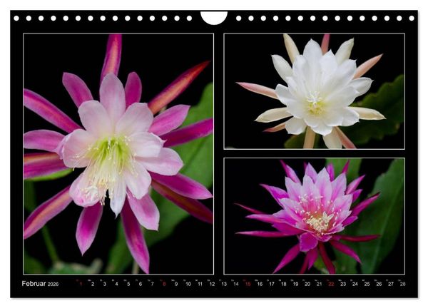 Produktbild: Epiphyllum-Hybriden (Wandkalender 2026 DIN A4 quer), CALVENDO Monatskalender