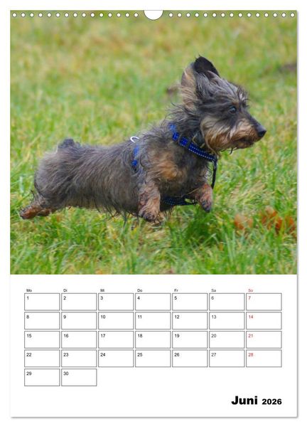 Produktbild: Liebenswerte Zwergrauhaardackel (Wandkalender 2026 DIN A3 hoch), CALVENDO Monatskalender