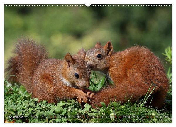 Produktbild: Eichh&ouml;rnchen Luna und ihre Kinder (Wandkalender 2026 DIN A2 quer), CALVENDO Monatskalender