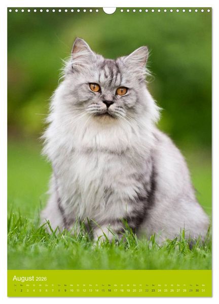 Produktbild: Britisch Langhaar Katzen (Wandkalender 2026 DIN A3 hoch), CALVENDO Monatskalender