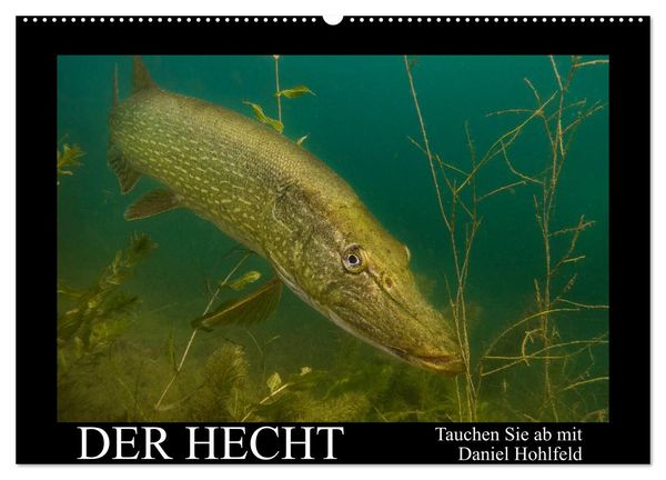 Produktbild: Der Hecht - Tauchen Sie ab mit Daniel Hohlfeld (Wandkalender 2026 DIN A2 quer), CALVENDO Monatskalender