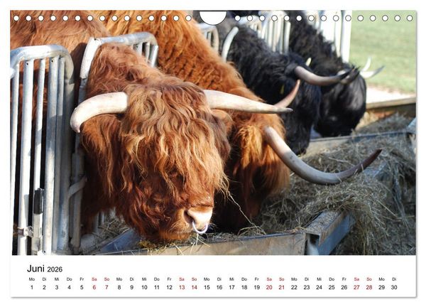 Produktbild: Die Schottischen Hochlandrinder und ihr Nachwuchs (Wandkalender 2026 DIN A4 quer), CALVENDO Monatskalender