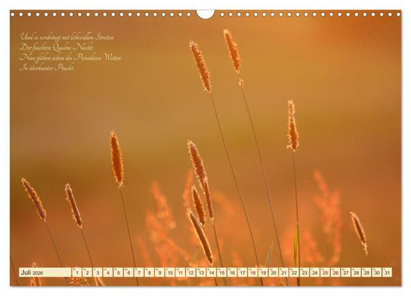 Produktbild: Sommergr&auml;ser (Wandkalender 2026 DIN A3 quer), CALVENDO Monatskalender