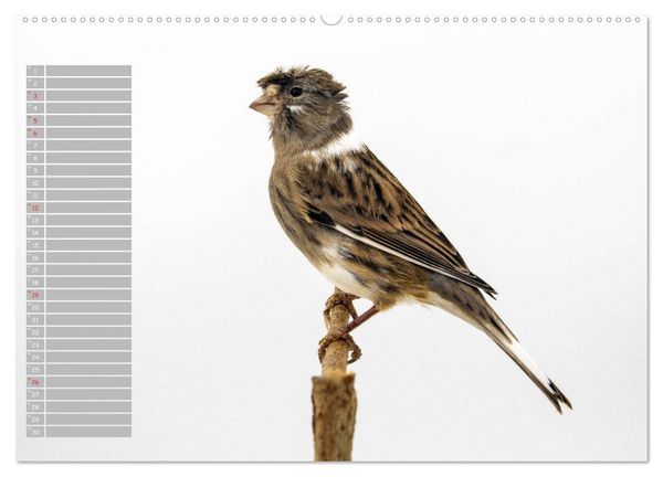 Produktbild: Kanarienv&ouml;gel - Bunte Welt (hochwertiger Premium Wandkalender 2026 DIN A2 quer), Kunstdruck in Hochglanz