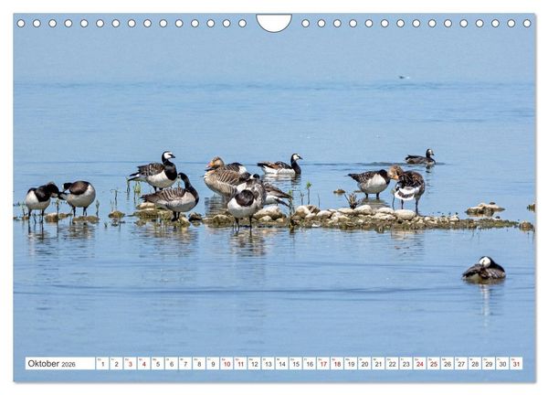 Produktbild: Sturmerprobt - V&ouml;gel an Nordfrieslands K&uuml;ste (Wandkalender 2026 DIN A4 quer), CALVENDO Monatskalender