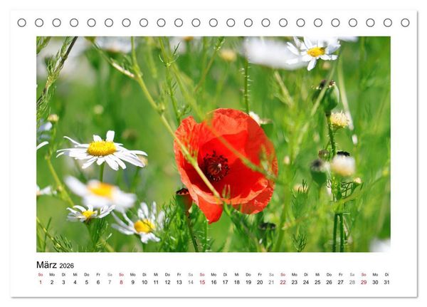 Produktbild: Mohn, zarte Bl&uuml;ten, starke Farben (Tischkalender 2026 DIN A5 quer), CALVENDO Monatskalender