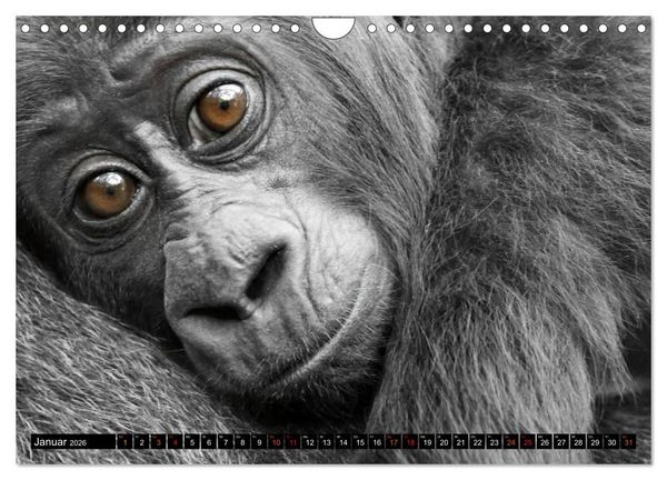Produktbild: MENSCHEN-AFFEN-KINDER (Wandkalender 2026 DIN A4 quer), CALVENDO Monatskalender