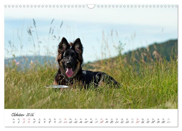 Produktbild: Junge Deutsche Sch&auml;ferhunde (Wandkalender 2026 DIN A3 quer), CALVENDO Monatskalender