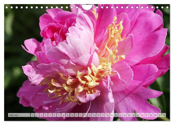 Produktbild: PFINGSTROSEN Rosen ohne Dornen (Wandkalender 2026 DIN A4 quer), CALVENDO Monatskalender