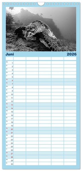 Produktbild: Familienplaner 2026 - Schildkr&ouml;ten des Ozeans mit 5 Spalten (Wandkalender, 21 x 45 cm) CALVENDO