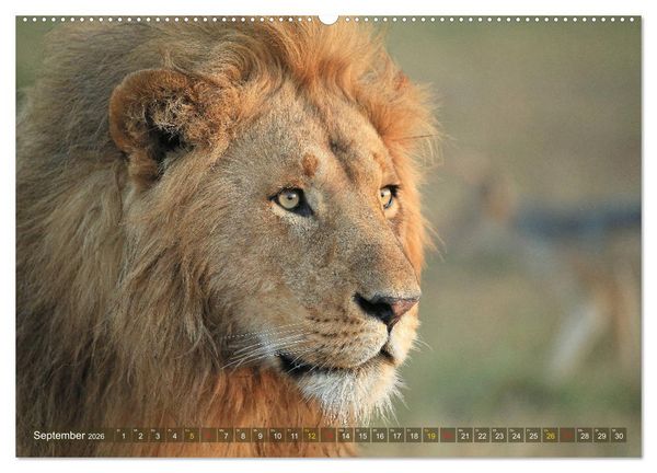 Produktbild: L&ouml;wen und Leoparden - Begegnungen in Afrika (Wandkalender 2026 DIN A2 quer), CALVENDO Monatskalender