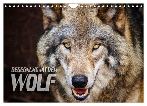 Produktbild: Begegnung mit dem Wolf (Wandkalender 2026 DIN A4 quer), CALVENDO Monatskalender